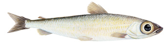 Greater Silver Smelt – Argentina silus