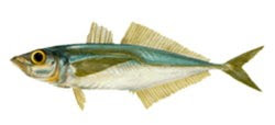 Pacific Jack Mackerel – Trachurus Symmetricus