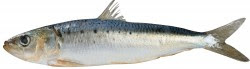 Sardine – Sardina Pilchardus