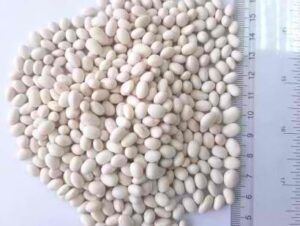 WHITE PEA BEANS