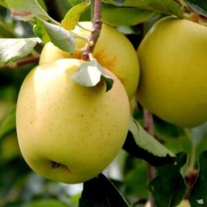 Golden Delicious Apples Approx-kg