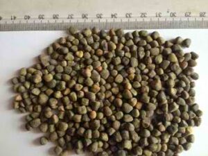 VETCH SEED(CHILBAN)