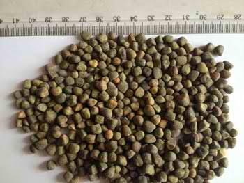 VETCH SEED(CHILBAN)
