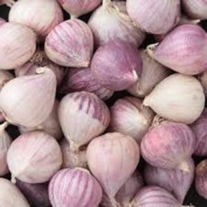 Single clove garlic