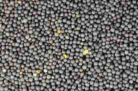 RAPE SEED
