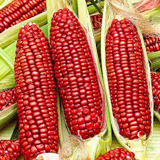 Red Corn/Maize For Sale