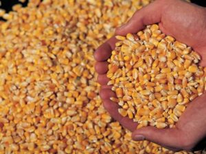 Yellow maize